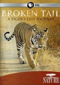 Сломанный хвост: Последнее путешествие тигра / PBS: Nature Broken Tail: A Tigers Last Journey (2011) Сломанный хвост: Последнее путешествие тигра / PBS: Nature Broken Tail: A Tigers Last Journey (2011)