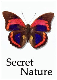 Тайны природы. Из гусениц в примадонны / Secret Nature. Caterpillar to Catwalk Тайны природы. Из гусениц в примадонны / Secret Nature. Caterpillar to Catwalk